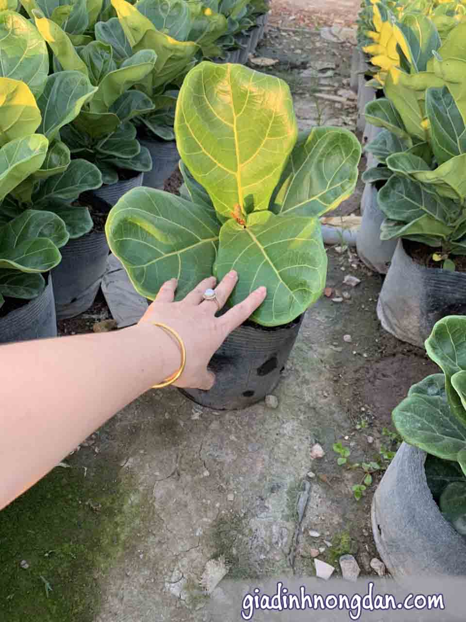 Cây Bàng Singapore Cây Bàng Singapore