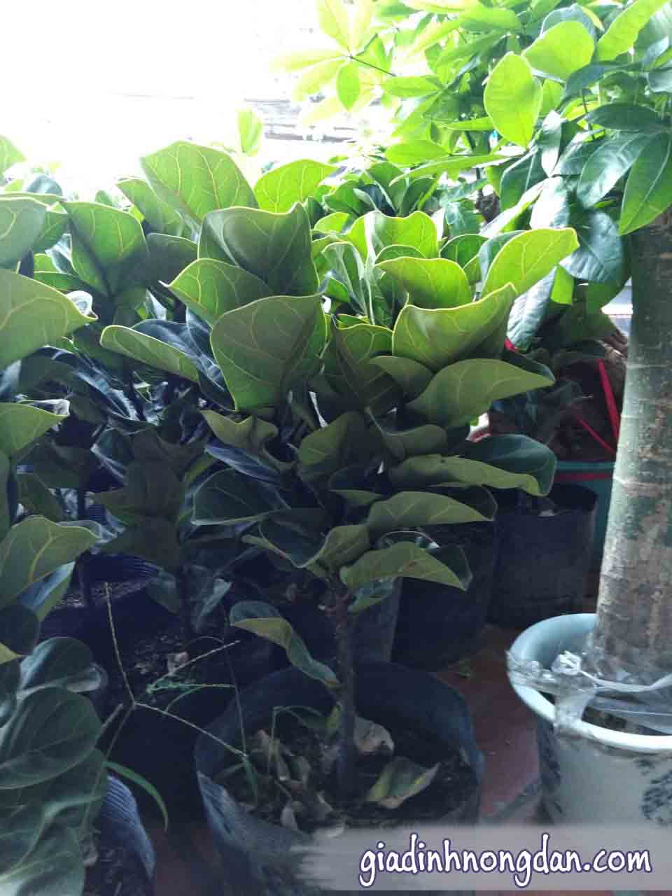 Cây Bàng Singapore Cây Bàng Singapore