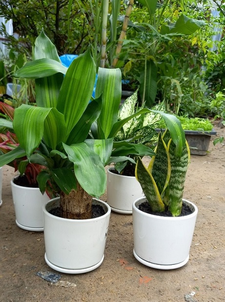 Cây Thiết Mộc Lan Để bàn Cây Thiết Mộc Lan Để bàn