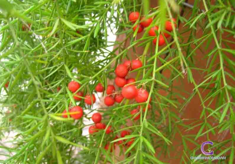 Cây Trúc Thiên Môn Cây Trúc Thiên Môn