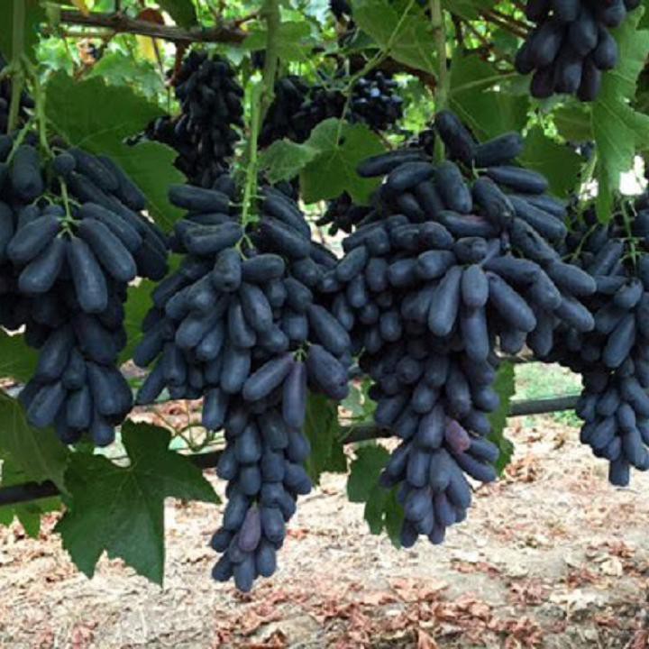 giàn trồng nho ngón tay đen tại nhà