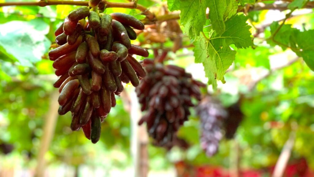 giàn trồng nho ngón tay đen tại nhà