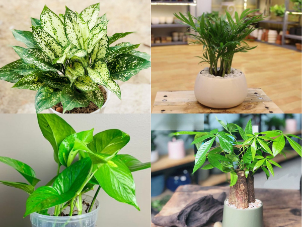 Cây nào hợp với người tuổi Tý Cây nào hợp với người tuổi Tý