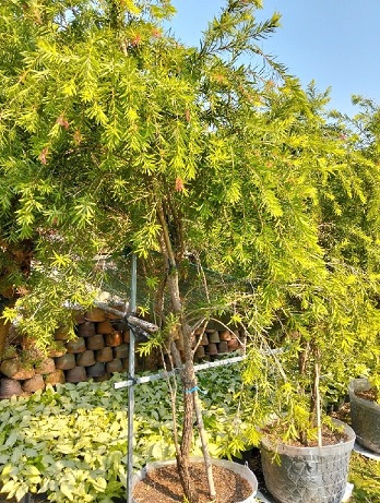 Cây Liễu Tràm Hoa Đỏ Cây Liễu Tràm Hoa Đỏ