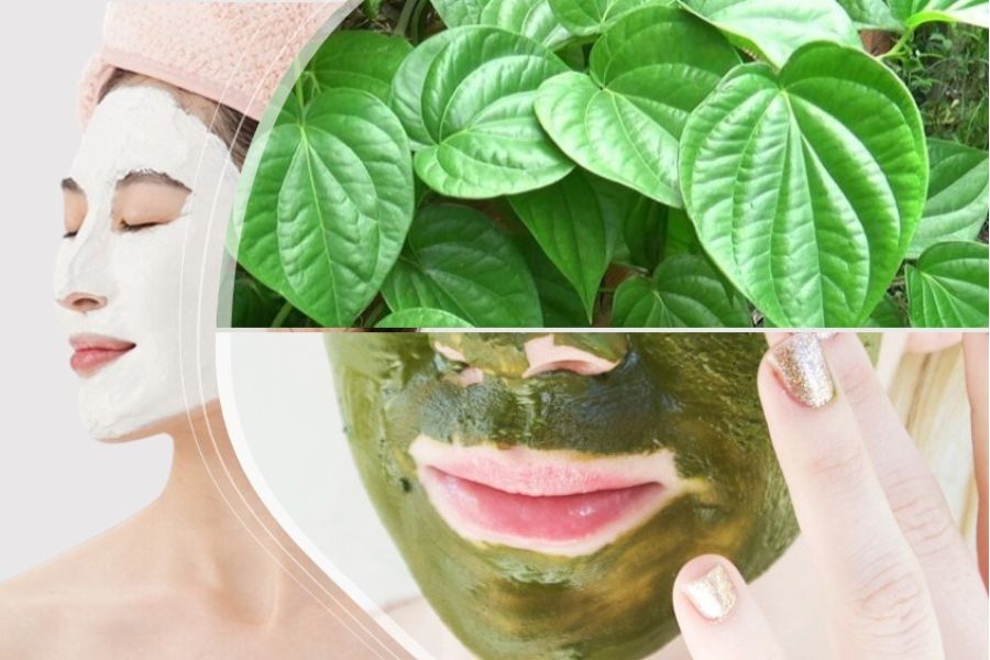 Công Dụng Lá Trầu Không Công Dụng Lá Trầu Không