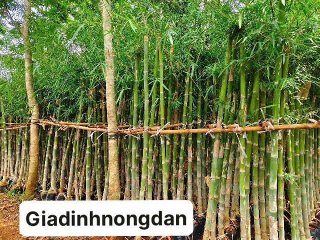 tre tầm vong tre tầm vong