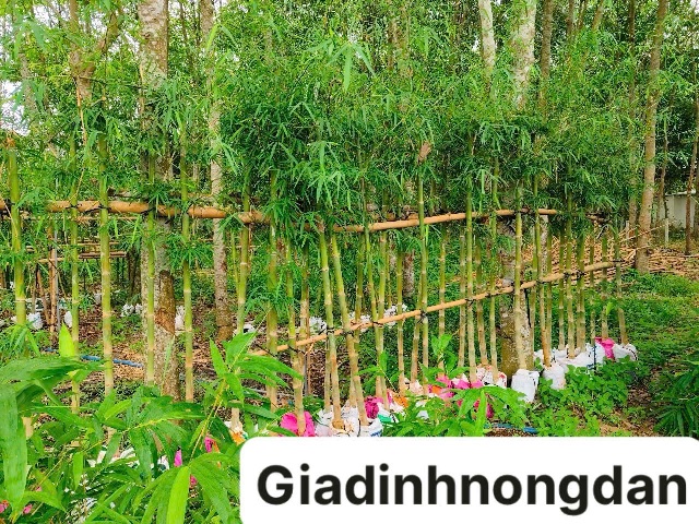 tre tầm vong tre tầm vong