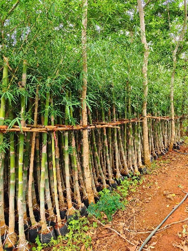 tre tầm vong tre tầm vong
