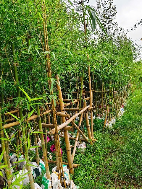tre tầm vong tre tầm vong