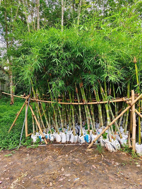 tre tầm vong tre tầm vong