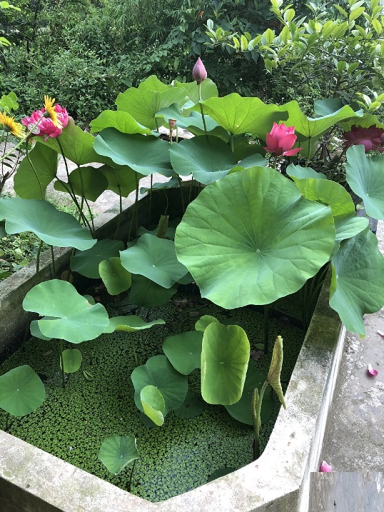 Cây Hoa Sen Trắng Cây Hoa Sen Trắng