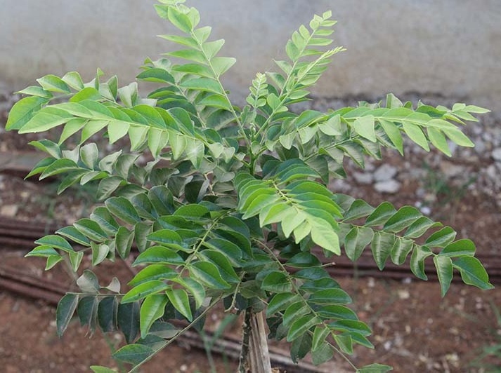 Bán Cây Giống Cà Ri Ở HCM