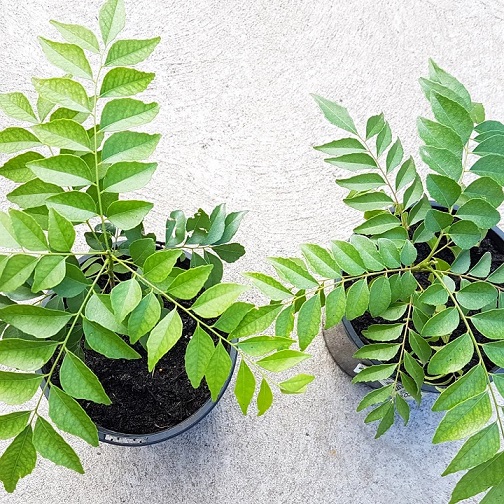 Bán Cây Giống Cà Ri Ở HCM