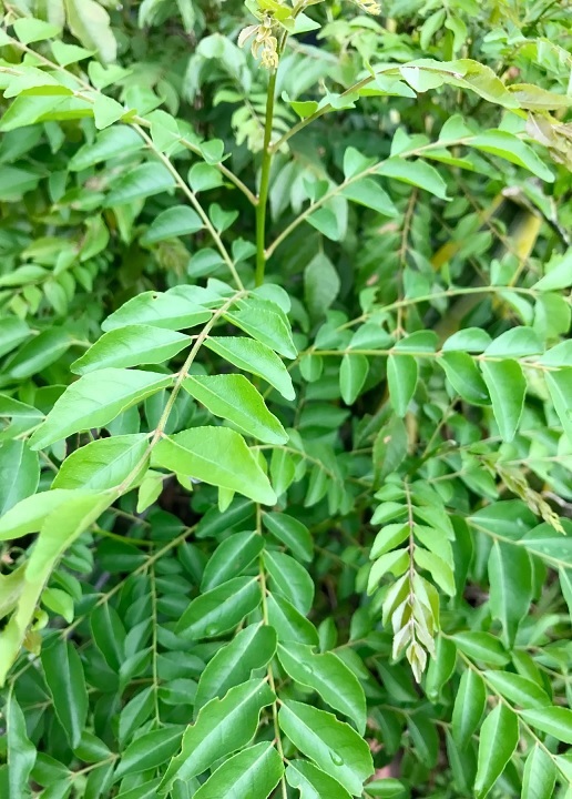 Bán Cây Giống Cà Ri Ở HCM