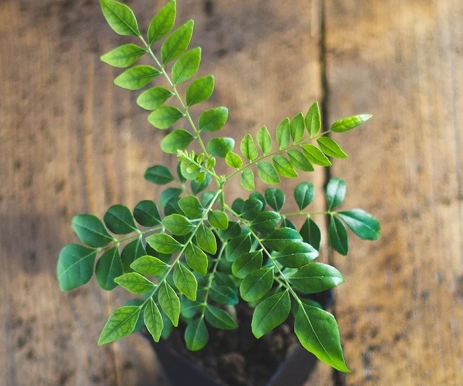 Bán Cây Giống Cà Ri Ở HCM