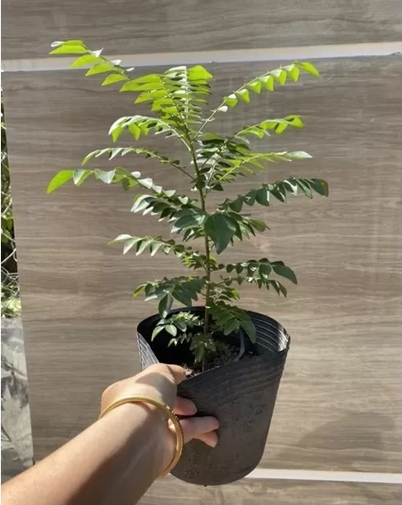 Bán Cây Giống Cà Ri Ở HCM