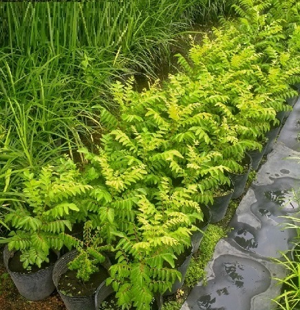 Bán Cây Giống Cà Ri Ở HCM