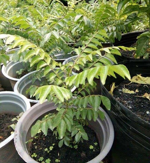 Bán Cây Giống Cà Ri Ở HCM