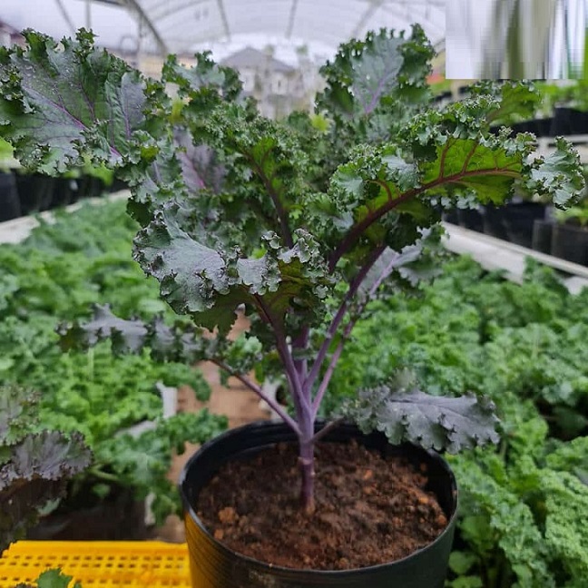 Bán Cây Giống Cải Xoăn Kale Tím Bán Cây Giống Cải Xoăn Kale Tím