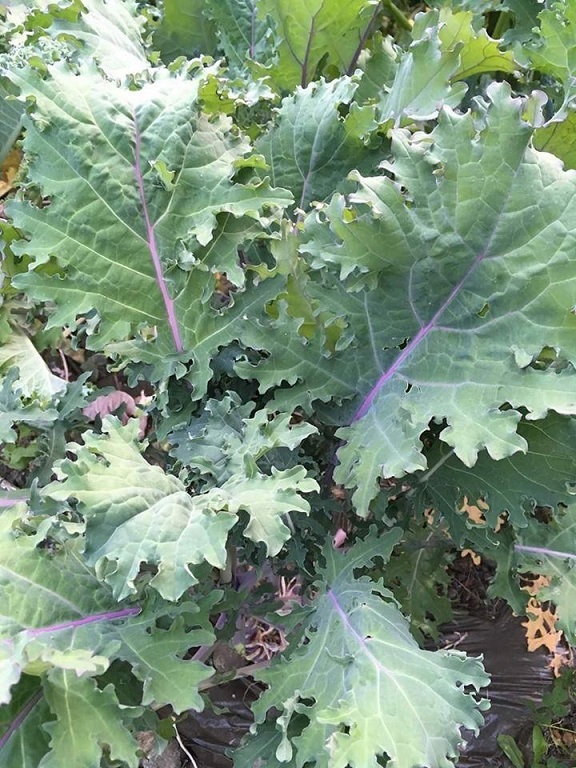Bán Cây Giống Cải Xoăn Kale Tím Bán Cây Giống Cải Xoăn Kale Tím