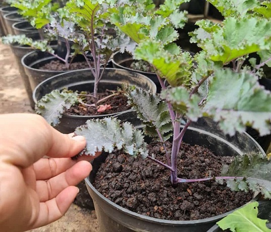 Bán Cây Giống Cải Xoăn Kale Tím Bán Cây Giống Cải Xoăn Kale Tím