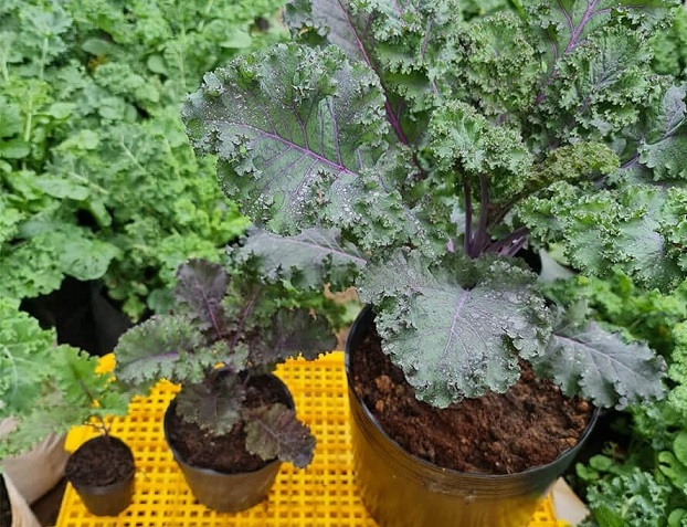 Bán Cây Giống Cải Xoăn Kale Tím Bán Cây Giống Cải Xoăn Kale Tím