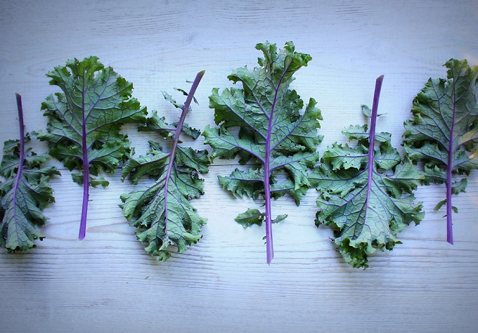 Bán Cây Giống Cải Xoăn Kale Tím Bán Cây Giống Cải Xoăn Kale Tím