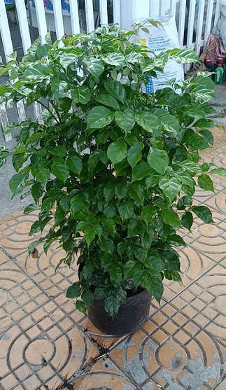 Bán Cây Hạnh Phúc Cao 1m Giá Rẻ Bán Cây Hạnh Phúc Cao 1m Giá Rẻ
