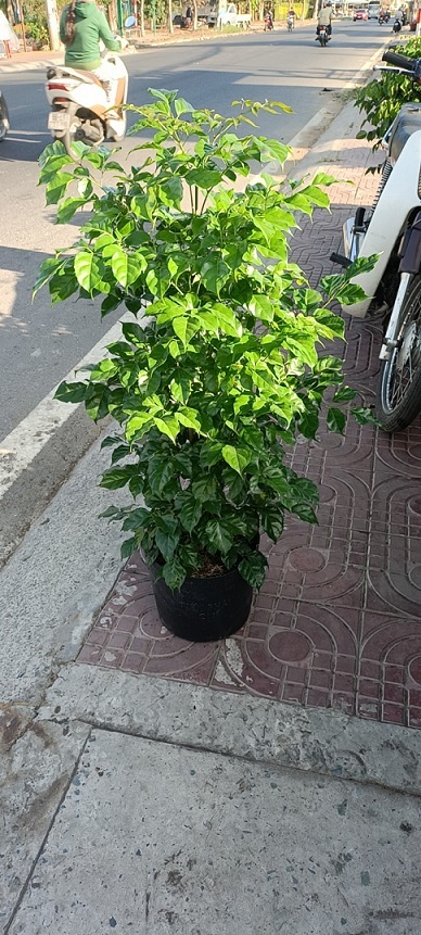 Bán Cây Hạnh Phúc Cao 1m Giá Rẻ Bán Cây Hạnh Phúc Cao 1m Giá Rẻ