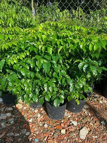 Bán Cây Hạnh Phúc Cao 1m Giá Rẻ Bán Cây Hạnh Phúc Cao 1m Giá Rẻ