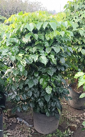 Bán Cây Hạnh Phúc Cao 1m Giá Rẻ Bán Cây Hạnh Phúc Cao 1m Giá Rẻ