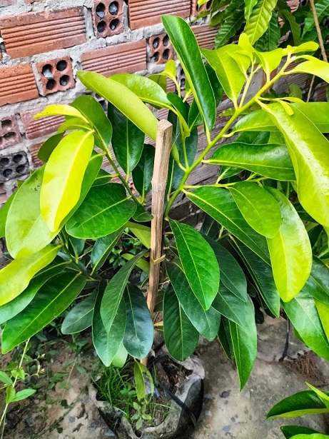 Bán Cây Hồng Socola Trưởng Thành Ở HCM