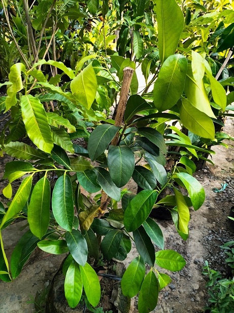 Bán Cây Hồng Socola Trưởng Thành Ở HCM