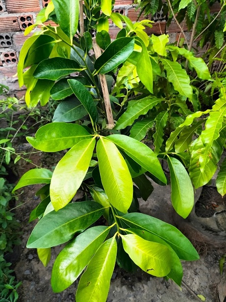 Bán Cây Hồng Socola Trưởng Thành Ở HCM
