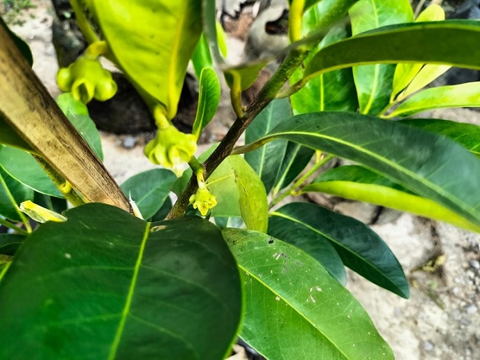 Bán Cây Hồng Socola Trưởng Thành Ở HCM