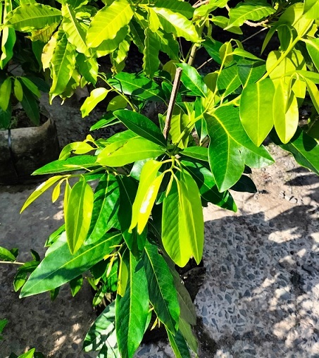 Bán Cây Hồng Socola Trưởng Thành Ở HCM