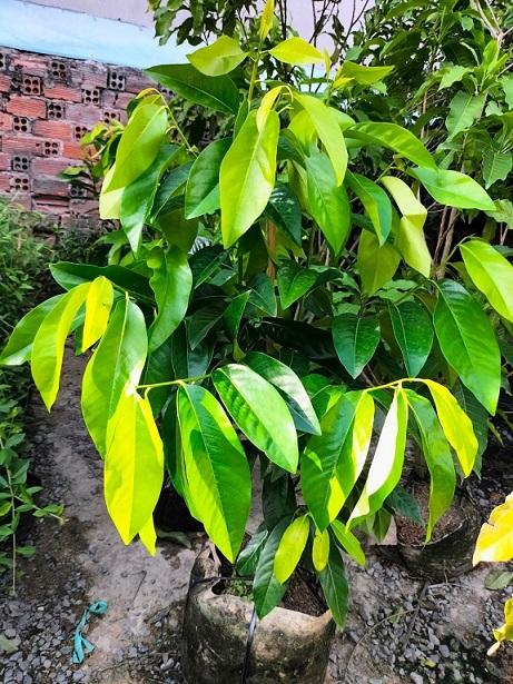 Bán Cây Hồng Socola Trưởng Thành Ở HCM