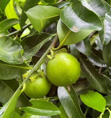 Bán Cây Hồng Socola Trưởng Thành Ở HCM