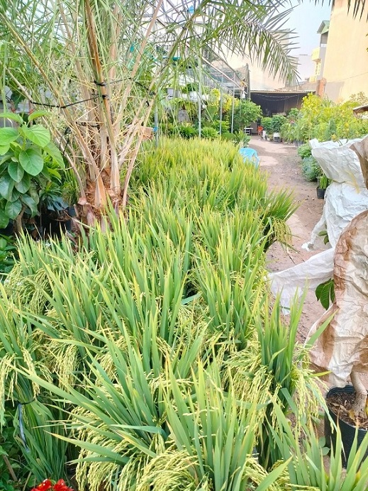 Bán Cây Lúa Trồng Chậu Chưng Ngày Tết Quận 12 Bán Cây Lúa Trồng Chậu Chưng Ngày Tết Quận 12