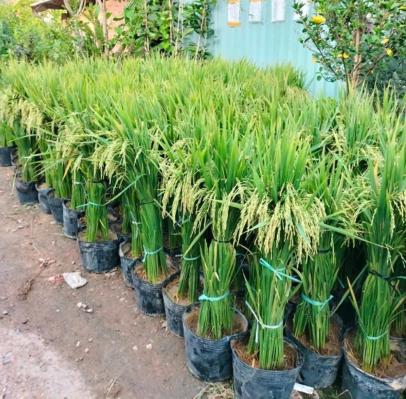Ý Nghĩa Của Cây Lúa Chưng Ngày Tết (Mua Cây Lúa Chưng Tế Ở Đâu) Ý Nghĩa Của Cây Lúa Chưng Ngày Tết (Mua Cây Lúa Chưng Tế Ở Đâu)