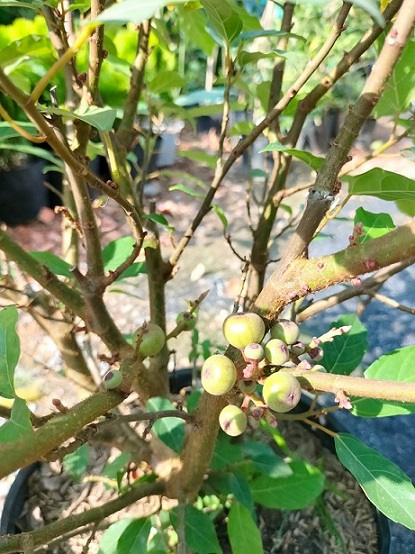 Bán Cây Sung Ăn Lá (sung nếp) Ở HCM Bán Cây Sung Ăn Lá (sung nếp) Ở HCM