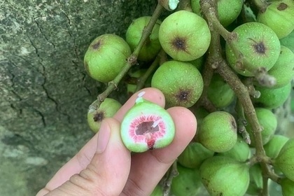 Bán Cây Sung Ăn Lá (sung nếp) Ở HCM Bán Cây Sung Ăn Lá (sung nếp) Ở HCM