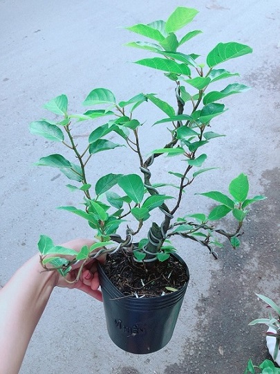 Bán Cây Sung Ăn Lá (sung nếp) Ở HCM Bán Cây Sung Ăn Lá (sung nếp) Ở HCM