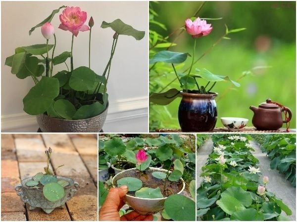 Bán Bùn Trồng Sen Súng Bán Bùn Trồng Sen Súng