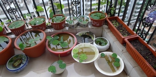 Bán Bùn Trồng Sen Súng Bán Bùn Trồng Sen Súng
