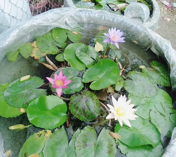 Bán Bùn Trồng Sen Súng Bán Bùn Trồng Sen Súng