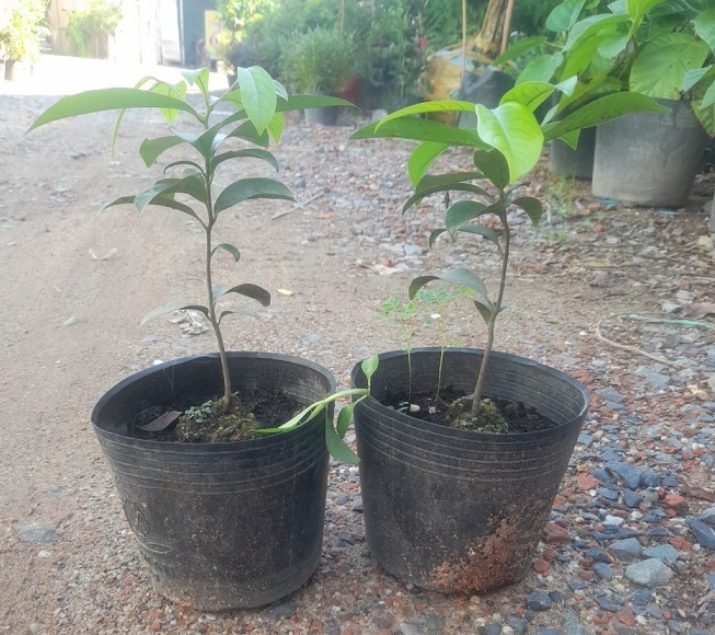 Bán Cây Thị Giống