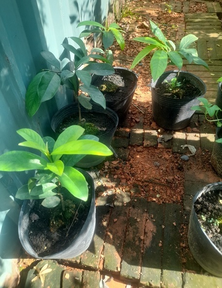 Bán Cây Thị Giống