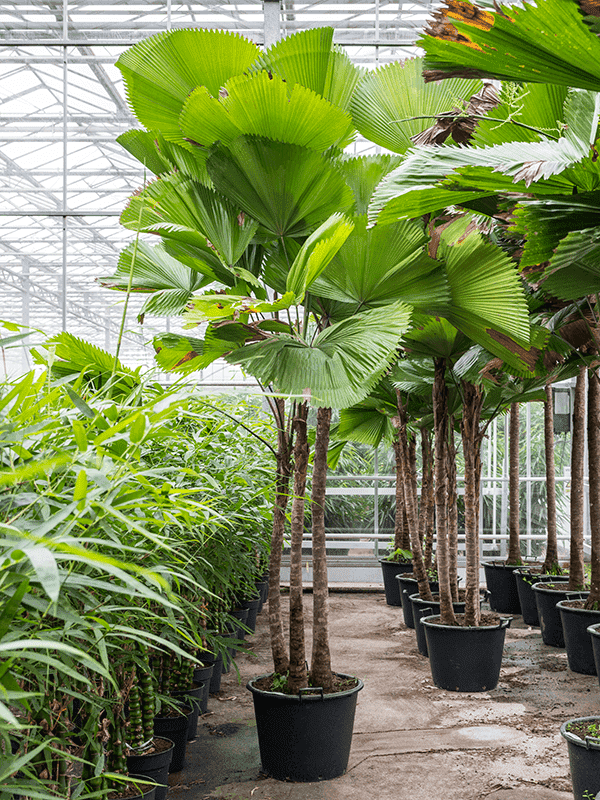 Cây Trang Trí Cỡ Lớn