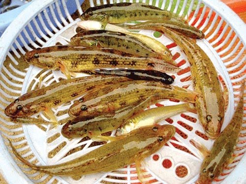 Cá Bống Sông Trà Quảng Ngãi